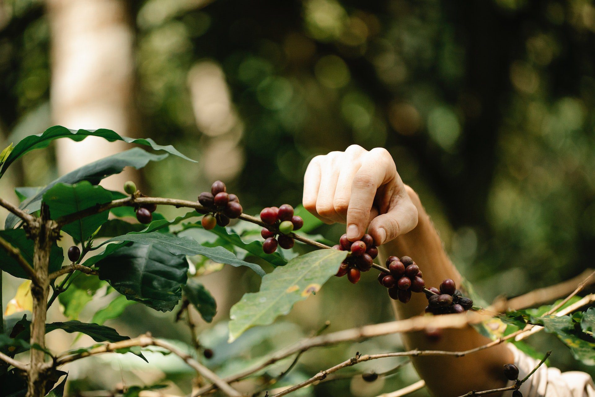 Czym jest kawa Arabica? 1 Czym jest kawa Arabica?